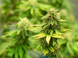 สาร THC และ CBD ในต้นกัญชาคืออะไร แตกต่างกันอย่างไร ต้นกัญชา
