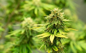 สาร THC และ CBD ในต้นกัญชาคืออะไร แตกต่างกันอย่างไร ต้นกัญชา