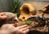 เริ่มเลี้ยงตัวไหนดี? สายพันธุ์ Exotic Pet ที่เหมาะสำหรับมือใหม่จริง เริ่มเลี้ยงตัวไหนดี? สายพันธุ์ Exotic Pet ที่เหมาะสำหรับมือใหม่จริง