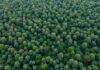 ปล่อยป่าบนที่ดินตัวเองได้ไหม? สิ่งที่เจ้าของที่ควรรู้ก่อนฟื้นธรรมชาติ ปล่อยป่าบนที่ดินตัวเองได้ไหม? สิ่งที่เจ้าของที่ควรรู้ก่อนฟื้นธรรมชาติ